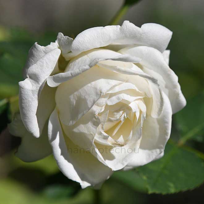 バラ パロマ ブランカ|花の手帖の薔薇図鑑