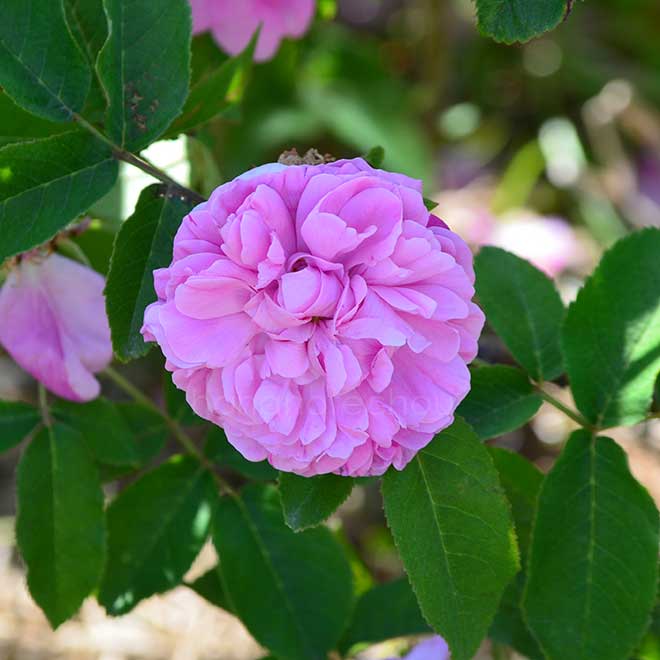 バラ パナシェ ド リヨン|花の手帖の薔薇図鑑