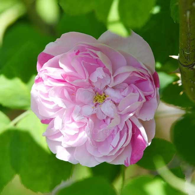 バラ パナシェ ドルレアン|花の手帖の薔薇図鑑