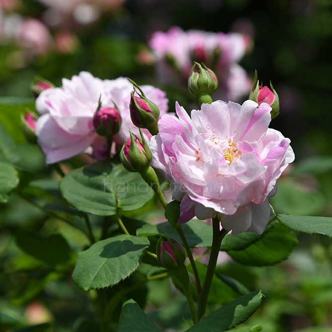 バラ パナシェ ドルレアン|花の手帖の薔薇図鑑