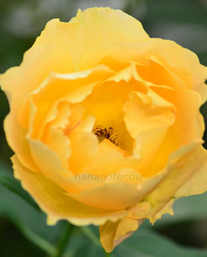バラ パオロ ペイローネ ジャルディニエレ｜花の手帖の薔薇図鑑
