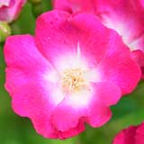 バラ パパ エレメイ｜花の手帖の薔薇図鑑