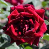 バラ パパ メイアン｜花の手帖の薔薇図鑑