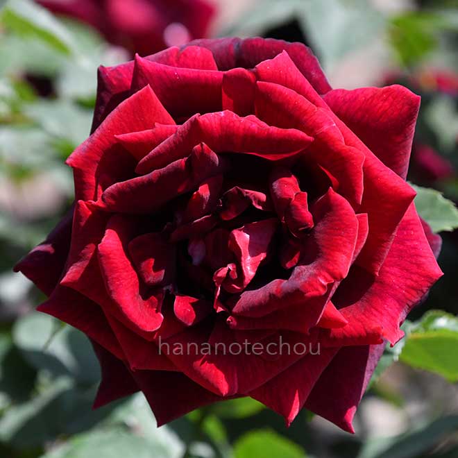 バラ パパメイアン|花の手帖の薔薇図鑑