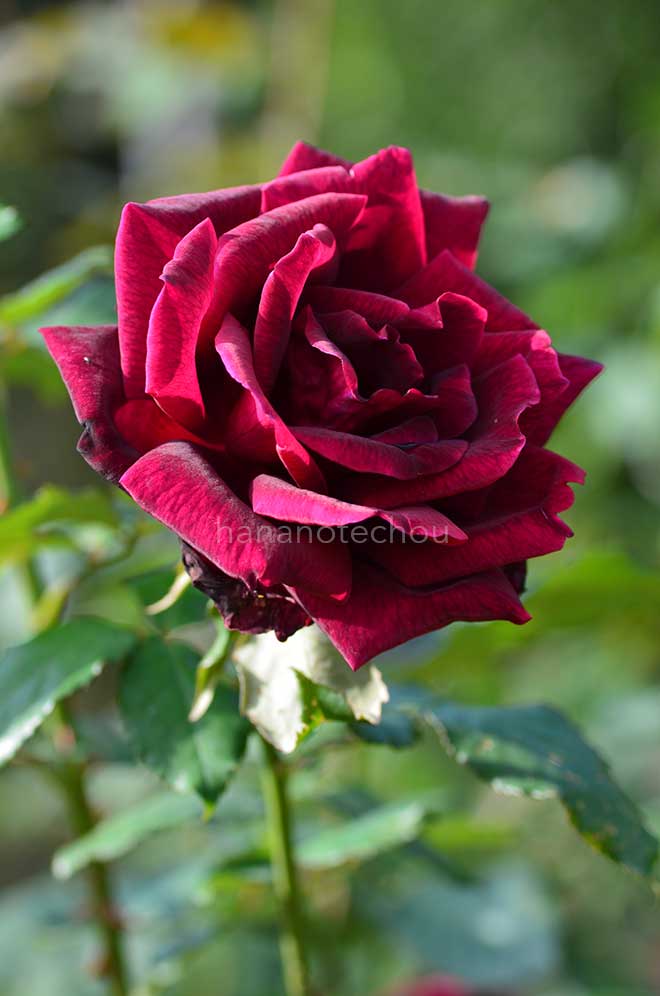 バラ パパメイアン|花の手帖の薔薇図鑑