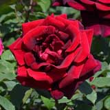 バラ ザ マッカートニー ローズ|花の手帖の薔薇図鑑