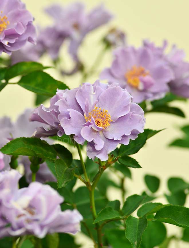 バラ ペーパームーン|花の手帖の薔薇図鑑