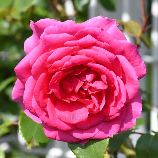 バラ パレード|花の手帖の薔薇図鑑
