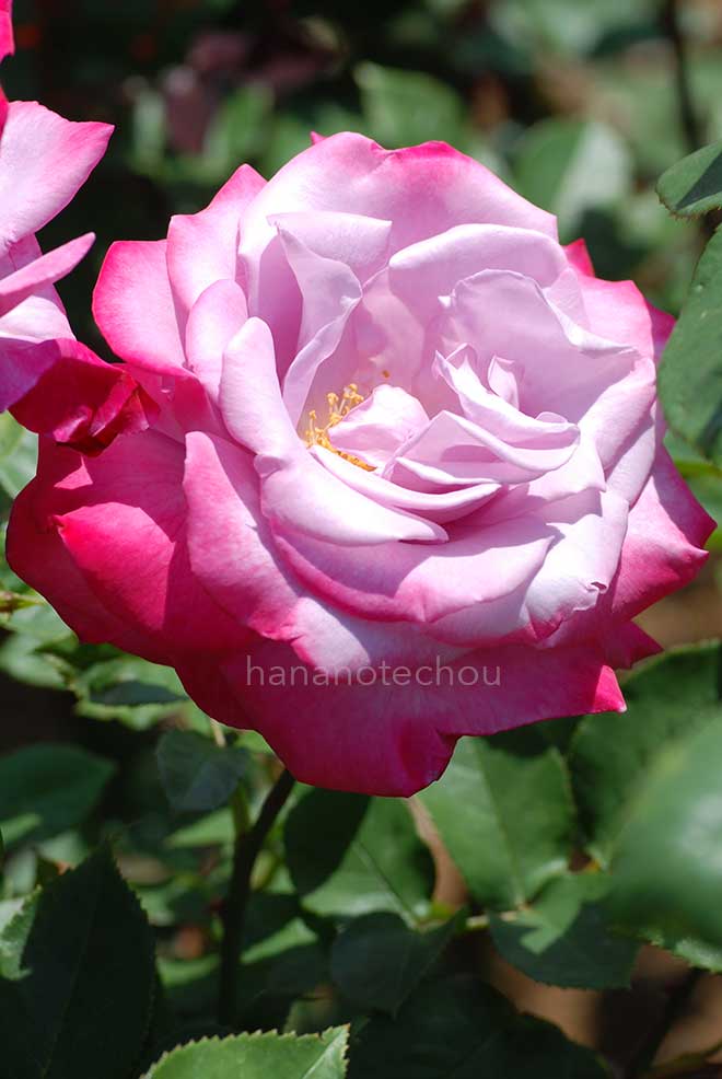 バラ パラダイス｜花の手帖の薔薇図鑑