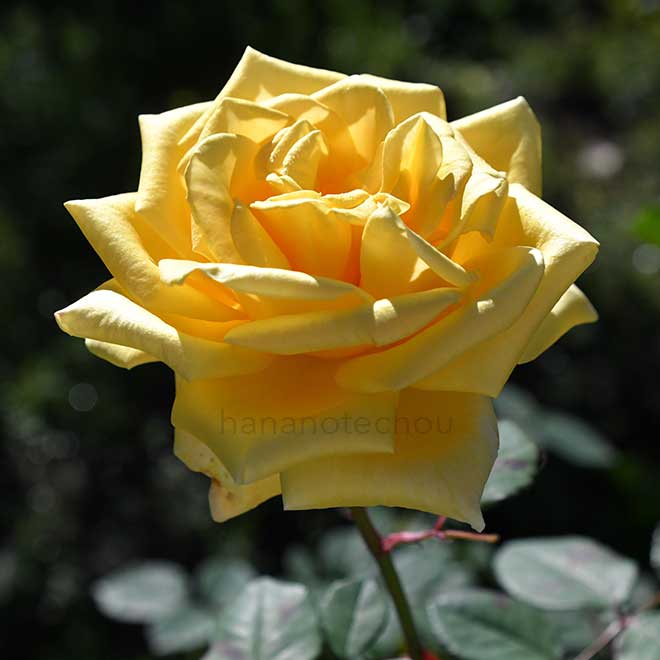 バラ パラドール|花の手帖の薔薇図鑑