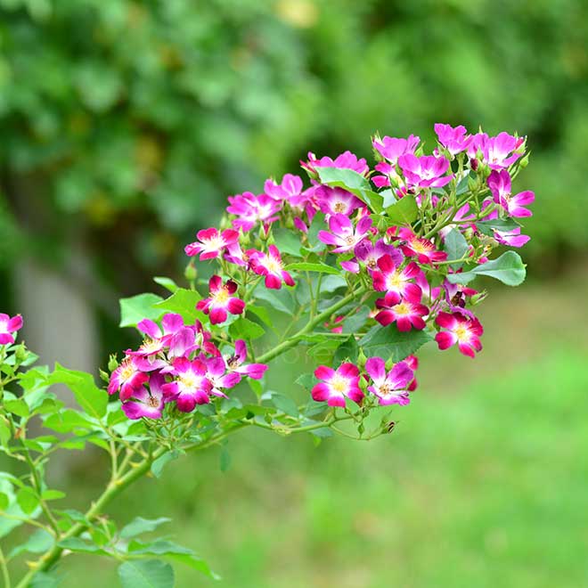 バラ パルフェタムール|花の手帖の薔薇図鑑
