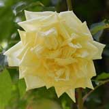 バラ パークス イエロー ティセンテッド チャイナ｜花の手帖の薔薇図鑑