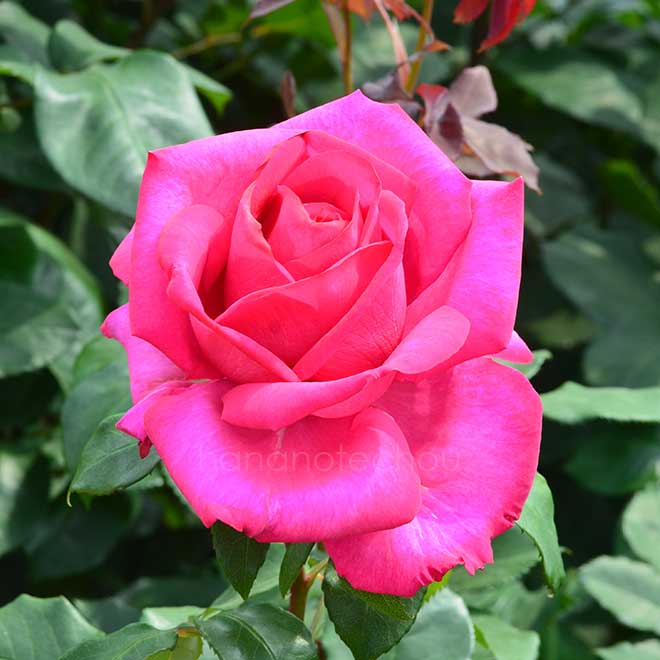 バラ パローレ｜花の手帖の薔薇図鑑