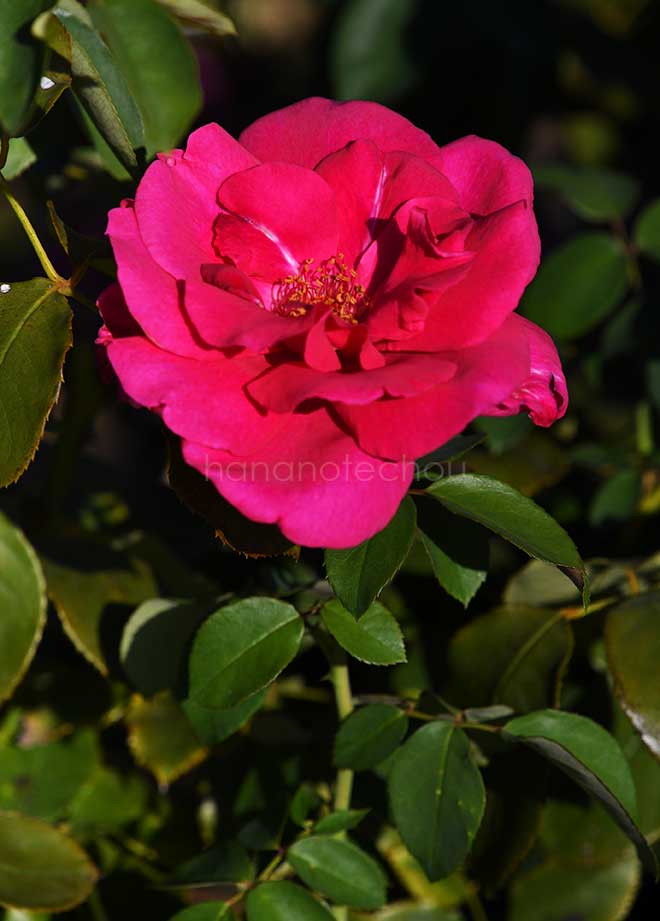 バラ パローレ｜花の手帖の薔薇図鑑