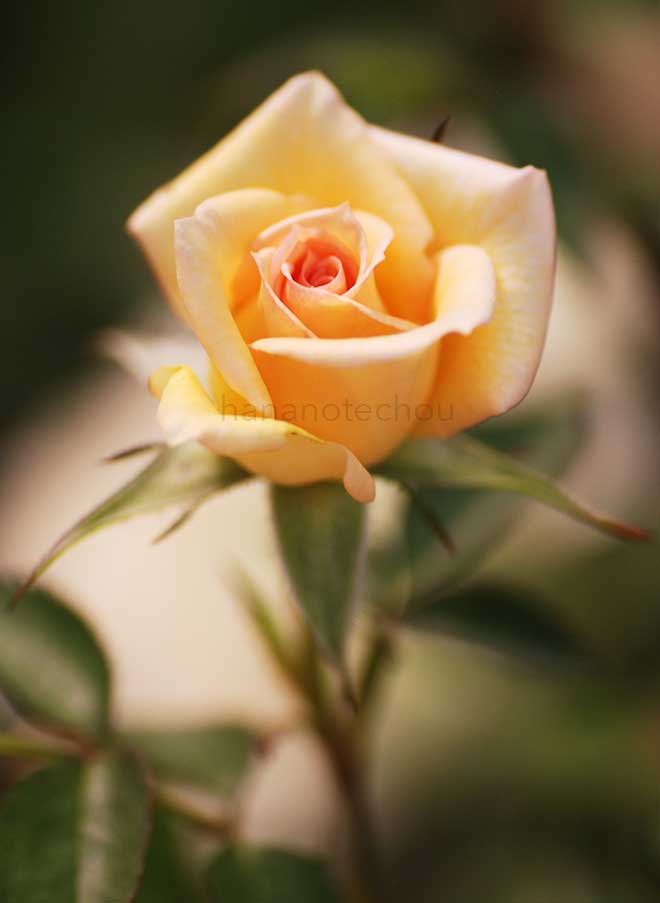 バラ パーティ ガール｜花の手帖の薔薇図鑑