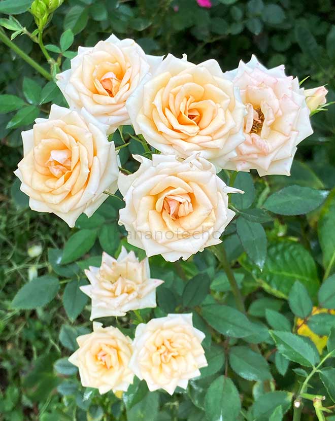 バラ パーティ ガール｜花の手帖の薔薇図鑑