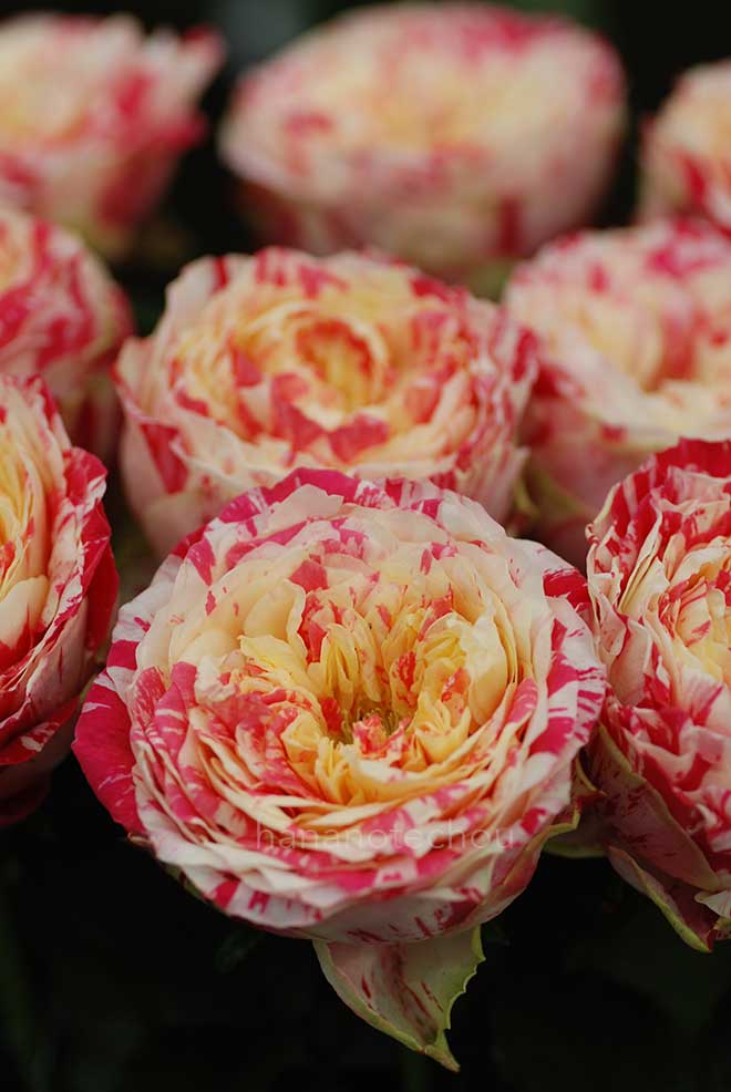 バラ パーティ ラナンキュラ|花の手帖の薔薇図鑑