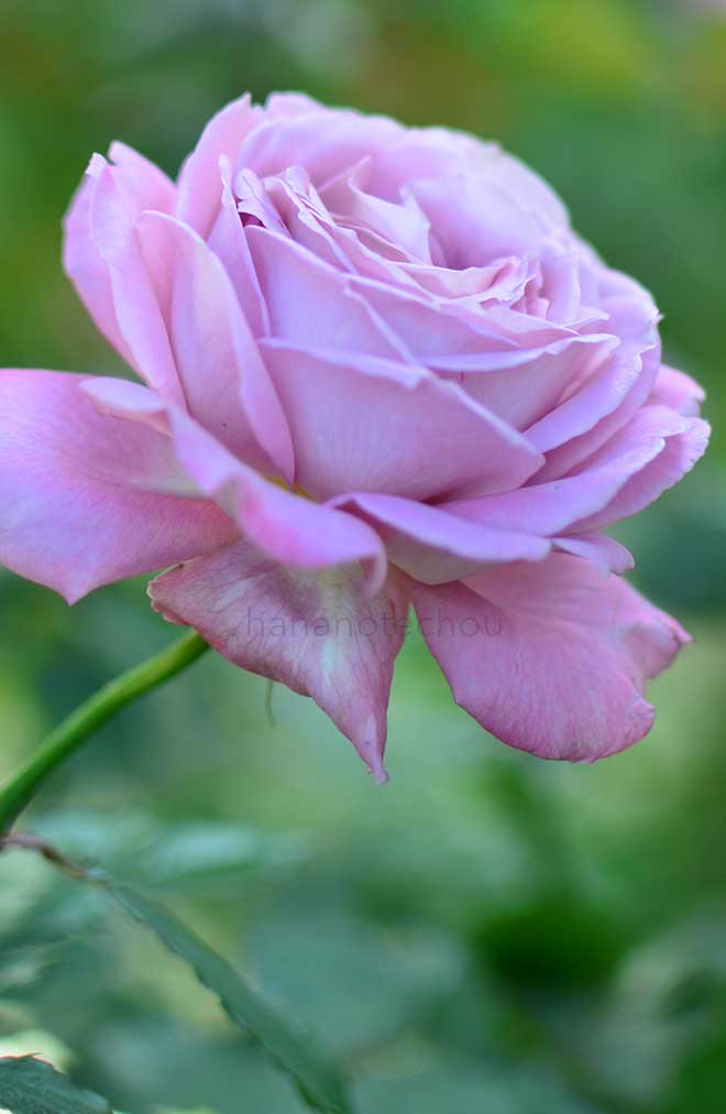 バラ パステル モーヴ｜花の手帖の薔薇図鑑