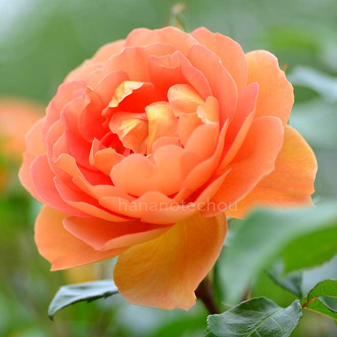 バラ パット オースチン｜花の手帖の薔薇図鑑