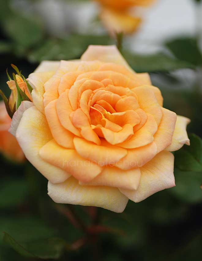 バラ パティオ チャーム|花の手帖の薔薇図鑑