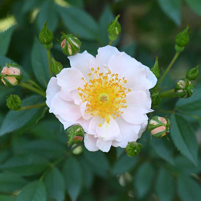 バラ パティオ ハニー|花の手帖の薔薇図鑑