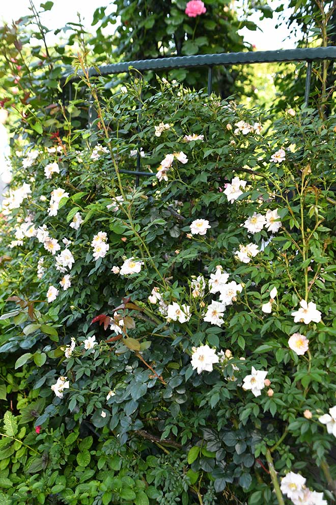 バラ パティオ ハニー|花の手帖の薔薇図鑑