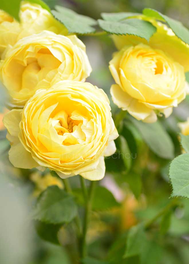 バラ パトラッシュ｜花の手帖の薔薇図鑑