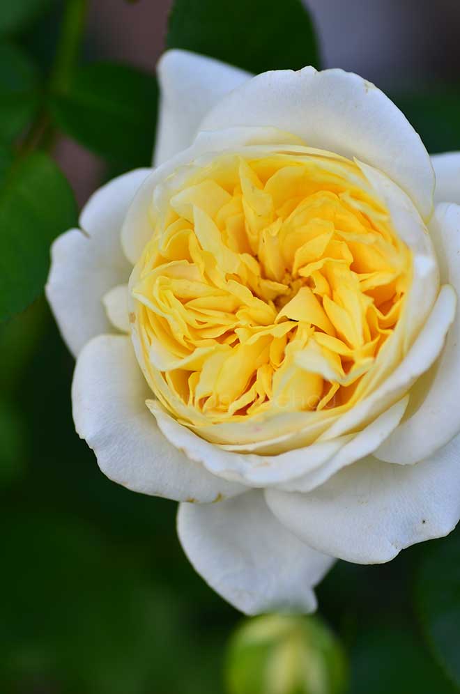 バラ パトリシア ケント|花の手帖の薔薇図鑑