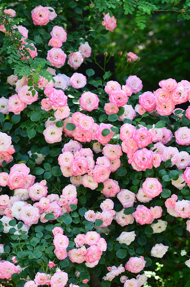 バラ パット ドゥ ブルール｜花の手帖の薔薇図鑑