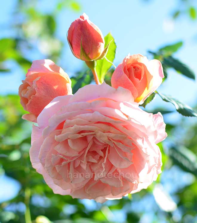 バラ ポール ボキューズ｜花の手帖の薔薇図鑑