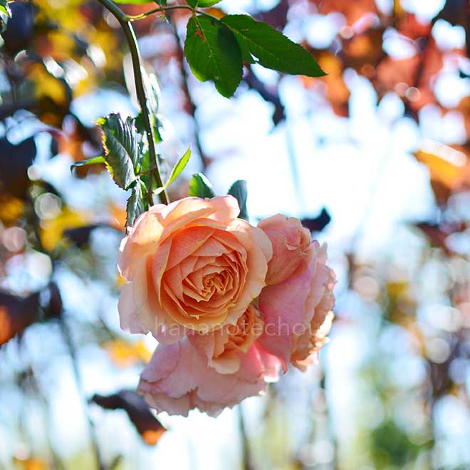 バラ ポール ボキューズ｜花の手帖の薔薇図鑑