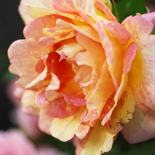 バラ ポール セザンヌ｜花の手帖の薔薇図鑑