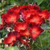 バラ ポール エッケ ジュニア｜花の手帖の薔薇図鑑