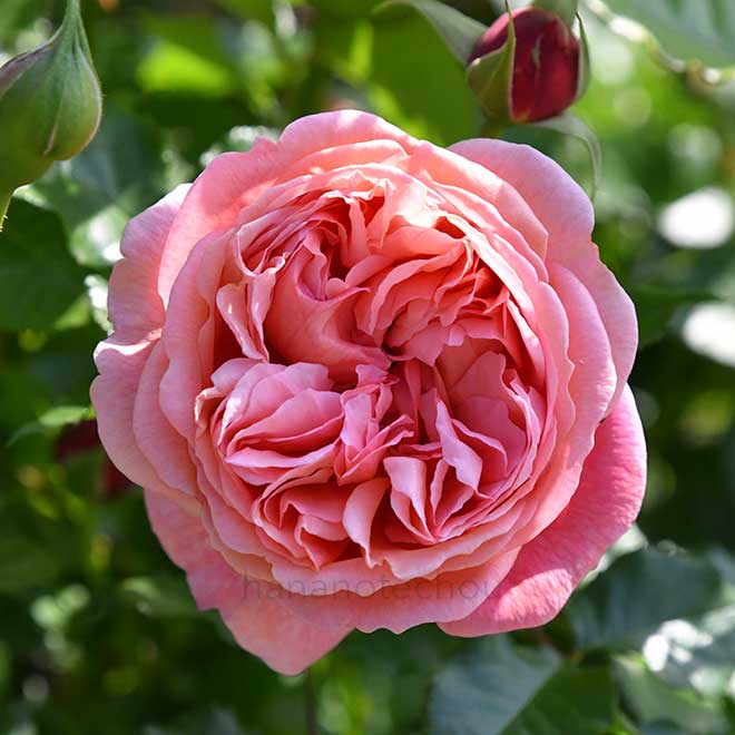 バラ パウル クレー|花の手帖の薔薇図鑑