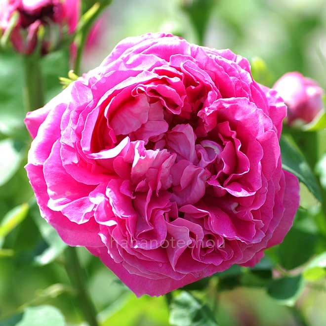 バラ ポール ネイロン｜花の手帖の薔薇図鑑