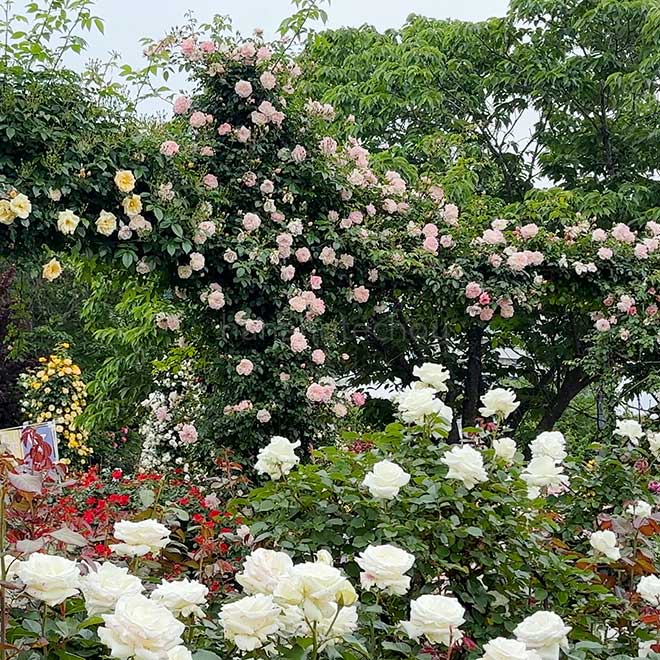 バラ ポール トランソン｜花の手帖の薔薇図鑑