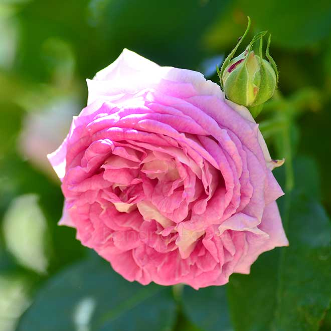 バラ パピヨン デ プレニー｜花の手帖の薔薇図鑑
