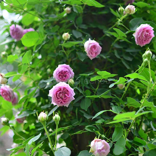 バラ パピヨン デ プレニー｜花の手帖の薔薇図鑑