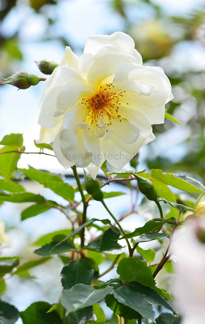 バラ パックス|花の手帖の薔薇図鑑