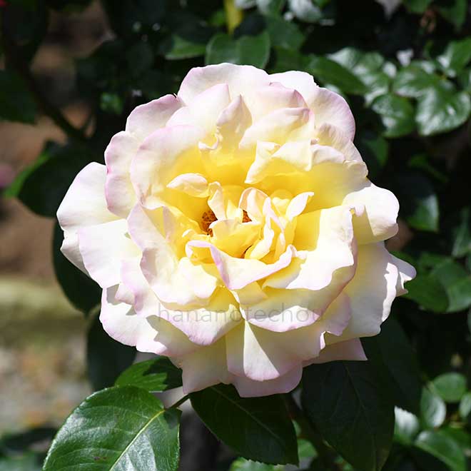 バラ つる ピース|花の手帖の薔薇図鑑