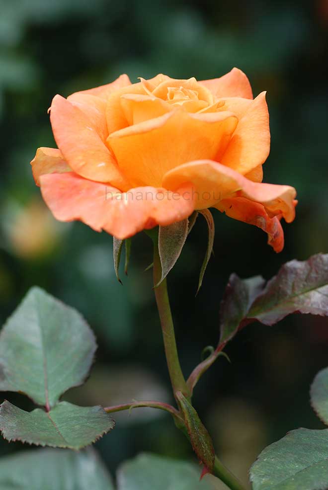 バラ ピースキーパー|花の手帖の薔薇図鑑