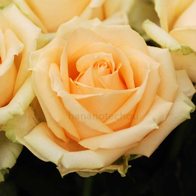 バラ ピーチ アバランチェ｜花の手帖の薔薇図鑑