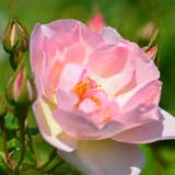 バラ ピーチ ブロッサム|花の手帖の薔薇図鑑