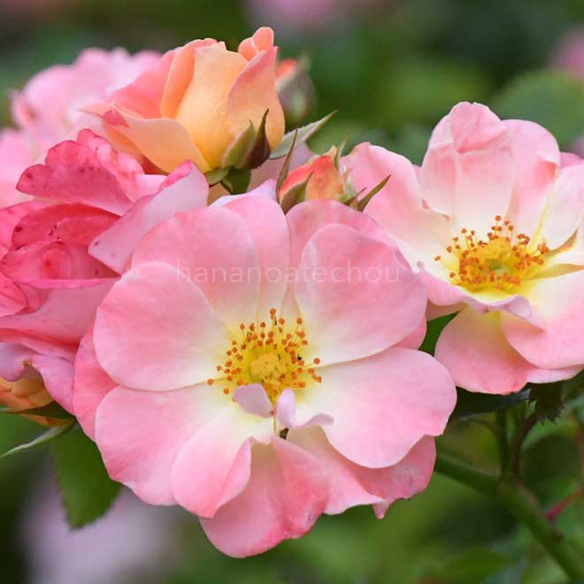 バラ ピーチ ドリフト|花の手帖の薔薇図鑑