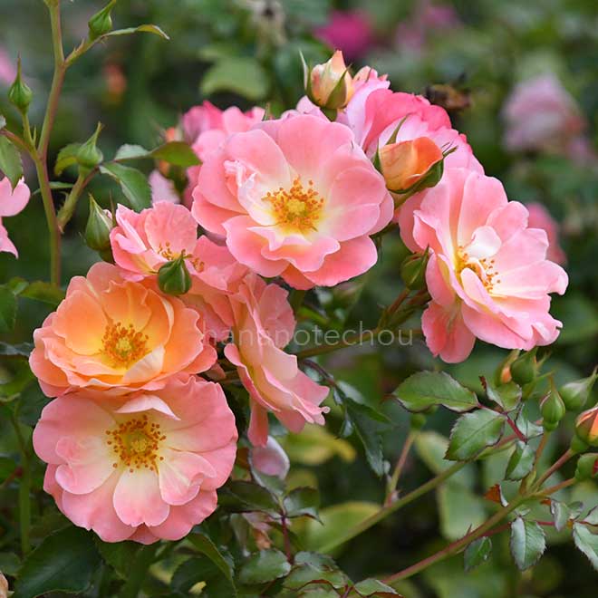 バラ ピーチ ドリフト|花の手帖の薔薇図鑑