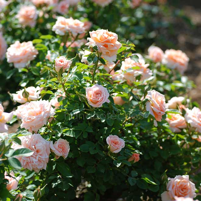 バラ ピーチ メイアンディナ｜花の手帖の薔薇図鑑