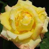 バラ ペール ギュント|花の手帖の薔薇図鑑