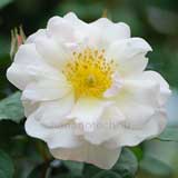 バラ ペネロープ|花の手帖の薔薇図鑑