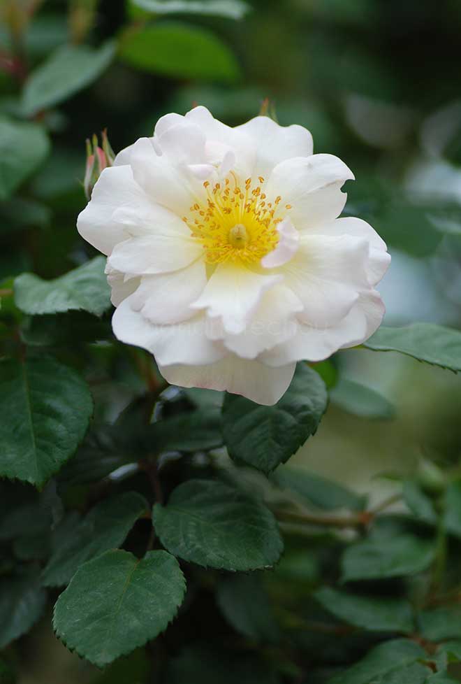 バラ ペネロープ|花の手帖の薔薇図鑑