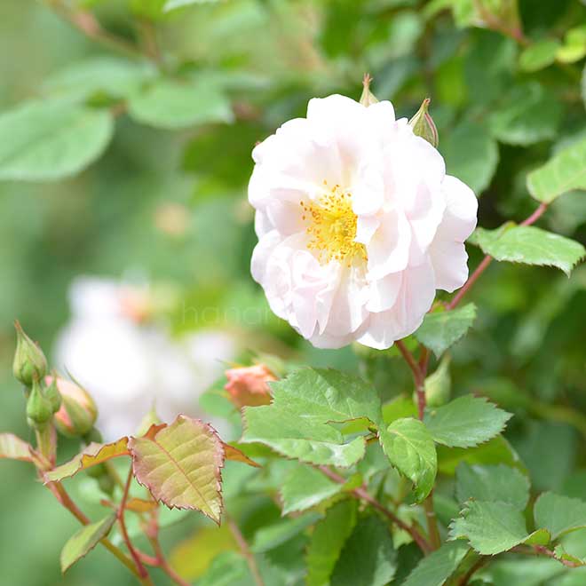 バラ ペネロープ|花の手帖の薔薇図鑑